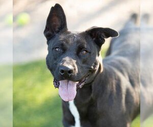 Labrador Retriever-Unknown Mix Dogs for adoption in Camarillo, CA, USA