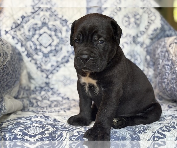 Medium Photo #4 Cane Corso Puppy For Sale in NEWTON, NJ, USA