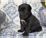 Small #3 Cane Corso