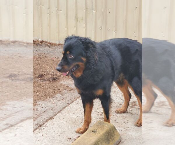 Medium Photo #11 Bernese Mountain Dog-Collie Mix Puppy For Sale in Houston, TX, USA