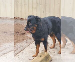 Apollo - Male Bernese Mountain Dog-Collie Mix Dog for Adoption - Photo #11