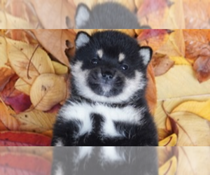 Shiba Inu Puppy for sale in SAN DIEGO, CA, USA