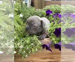 Small #5 Faux Frenchbo Bulldog
