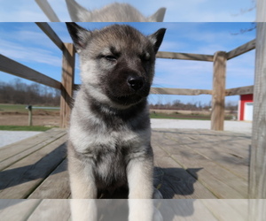 Norwegian Elkhound-Siberian Husky Mix Puppy for sale in HUDSON, MI, USA