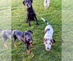 Small #10 Doberman Pinscher