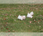 Small Photo #5 Bichon Frise Puppy For Sale in WOODSTOCK, CT, USA