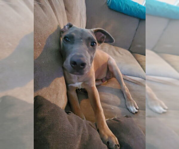 Medium Photo #10 Mutt Puppy For Sale in Sebec, ME, USA