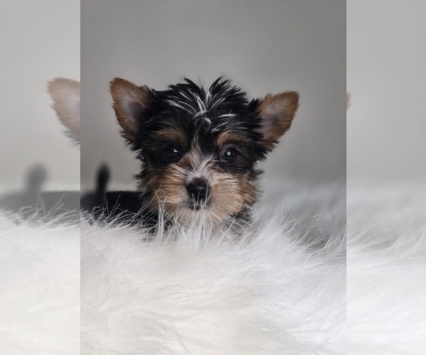 Medium Photo #7 Yorkshire Terrier Puppy For Sale in ELMHURST, IL, USA