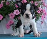 Puppy Zane Boston Terrier