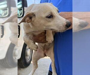 Chihuahua-Unknown Mix Dogs for adoption in San Antonio, TX, USA