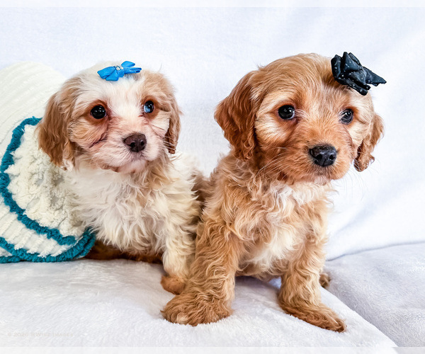 Medium Photo #1 Cavapoo (Miniature) Puppy For Sale in WAKARUSA, IN, USA