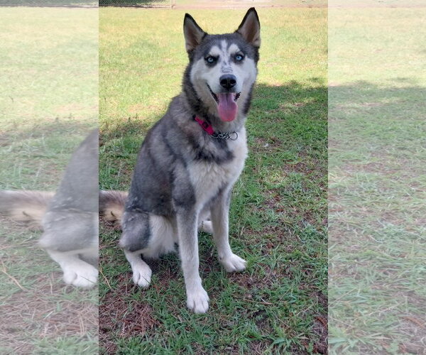 Medium Photo #5 Siberian Husky Puppy For Sale in Cumming, GA, USA