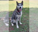 Small #4 Siberian Husky