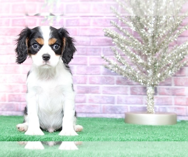 Medium Photo #2 Cavalier King Charles Spaniel Puppy For Sale in BEL AIR, MD, USA