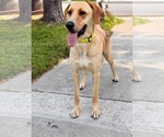 Small #3 Labrador Retriever