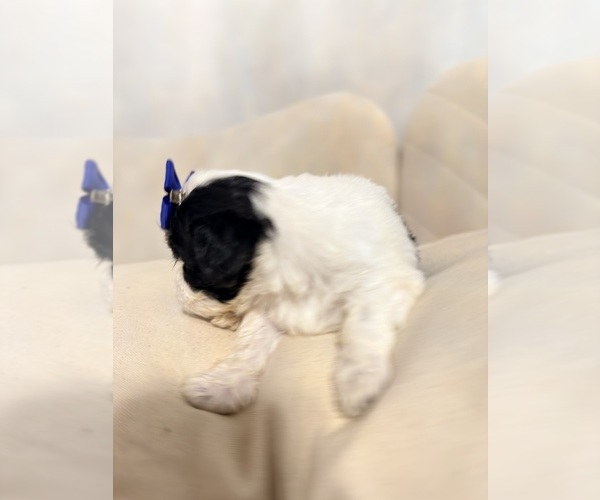 Medium Photo #4 Shih Tzu Puppy For Sale in LANCASTER, CA, USA
