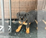 Small #34 Rottweiler