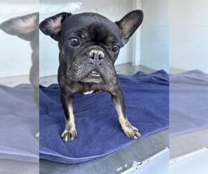 French Bulldog Dogs for adoption in Stockton, CA, USA