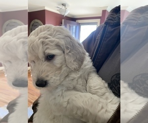 Goldendoodle Puppy for sale in BREMEN, GA, USA