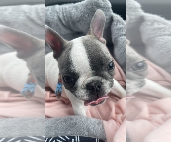 Medium Photo #1 French Bulldog Puppy For Sale in LEOMINSTER, MA, USA