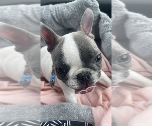 French Bulldog Puppy for sale in LEOMINSTER, MA, USA