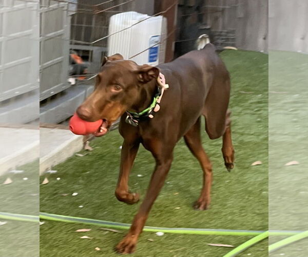 Medium Photo #4 Doberman Pinscher Puppy For Sale in Mission Viejo, CA, USA