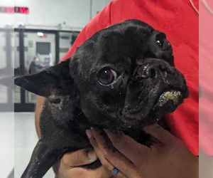 French Bulldog-Unknown Mix Dogs for adoption in Andover, MN, USA