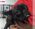 Small French Bulldog Mix