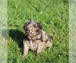 Small #2 Goldendoodle