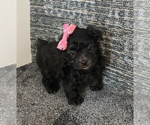 Poodle (Toy)-Yorkshire Terrier Mix Puppy for sale in ORO VALLEY, AZ, USA