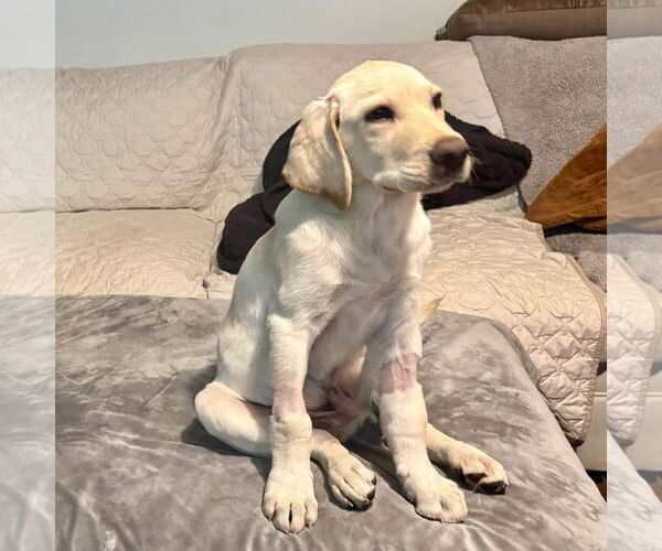 Medium Photo #7 Labrador Retriever-Unknown Mix Puppy For Sale in Fort Worth, TX, USA