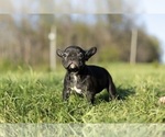 Small Photo #6 French Bulldog Puppy For Sale in WARSAW, IN, USA