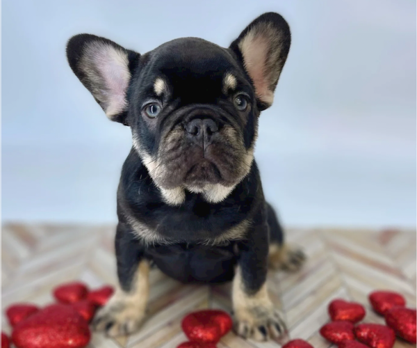Medium Photo #6 French Bulldog Puppy For Sale in CYPRESS, TX, USA