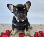 Small Photo #6 French Bulldog Puppy For Sale in CYPRESS, TX, USA