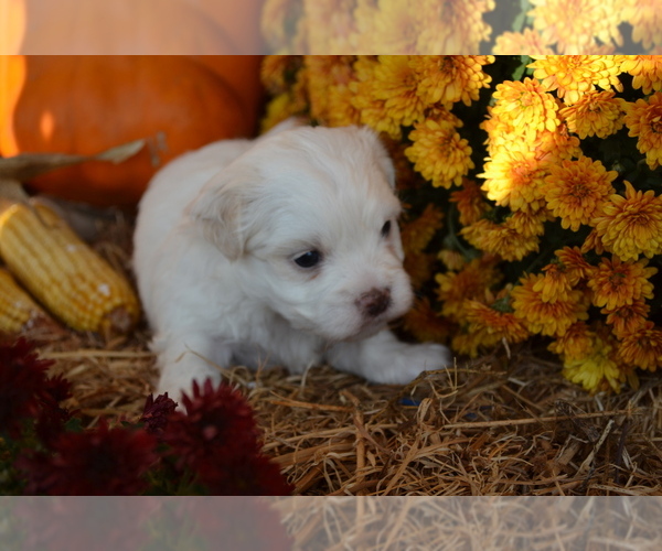 Medium Photo #3 Mal-Shi Puppy For Sale in GREENWOOD, WI, USA