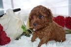 Small Photo #2 Cavapoo Puppy For Sale in HONEY BROOK, PA, USA