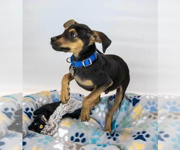 Medium Photo #4 Mutt Puppy For Sale in Kennesaw, GA, USA