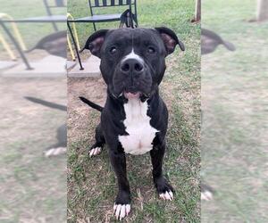 American Staffordshire Terrier-Bulldog Mix Dogs for adoption in Rosenberg, TX, USA