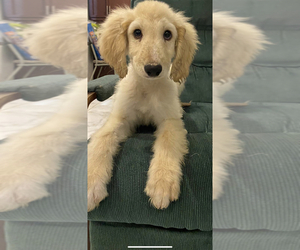 Afghan Hound Puppy for sale in SAN BENITO, TX, USA