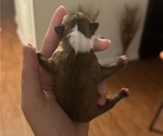 Small Photo #2 Boston Terrier Puppy For Sale in JACKSONVILLE, NC, USA