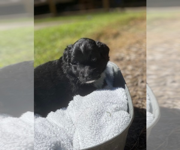 Medium Photo #12 Australian Shepherd Puppy For Sale in YADKINVILLE, NC, USA