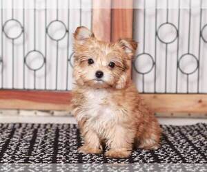 Morkie Puppy for Sale in NAPLES, Florida USA