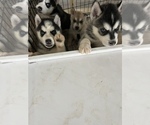 Small Photo #5 Siberian Husky Puppy For Sale in KISSIMMEE, FL, USA