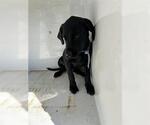 Small Labrador Retriever