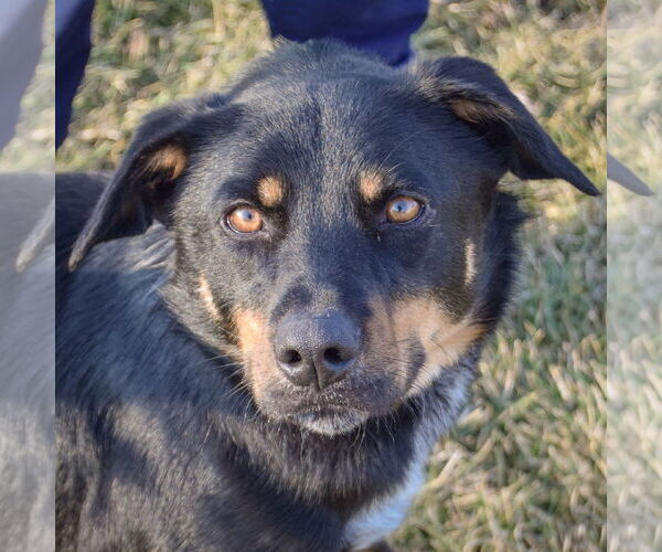 Medium Photo #1 German Shepherd Dog-Unknown Mix Puppy For Sale in Huntley, IL, USA