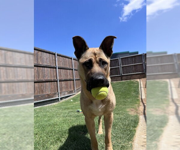 Medium Photo #3 German Shepherd Dog-Unknown Mix Puppy For Sale in Plano, TX, USA