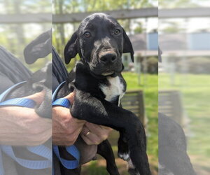 Labrador Retriever-Unknown Mix Dogs for adoption in Milner, GA, USA