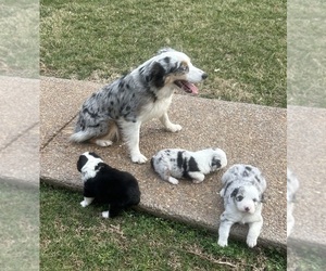 Mother of the Australian Shepherd puppies born on 08/10/2025
