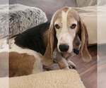 Small #10 Basset Hound
