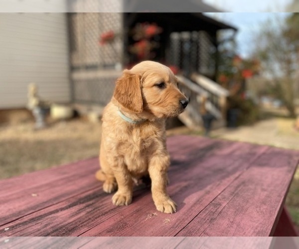 Medium Photo #9 Golden Retriever Puppy For Sale in SANFORD, NC, USA